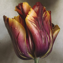  Tulip on Fire II Print