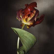  Tulip on Fire Print