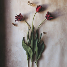  Tulips by the Roots • Print