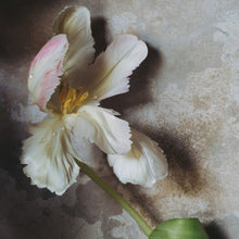  White Parrot Tulip • Print