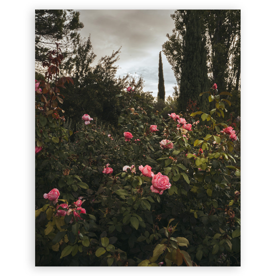 The Flowers of Provence • Page 72 • Small Poster