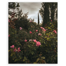  The Flowers of Provence • Page 72 • Small Poster