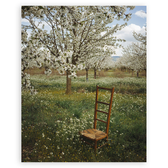 The Flowers of Provence • Page 12 • Small Poster