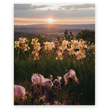  The Flowers of Provence • Page 27 • Small Poster