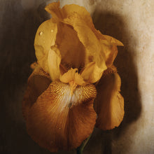  Iris and Dewdrops • Print