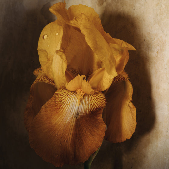 Iris and Dewdrops • Print