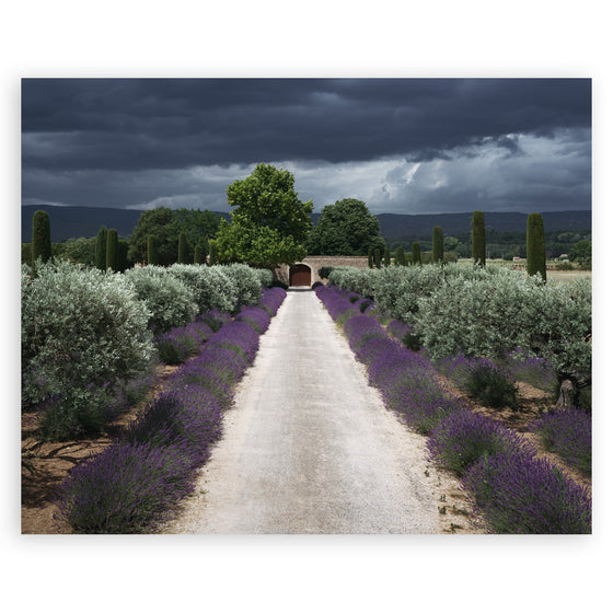 The Flowers of Provence • Page 56-57 • Small Poster