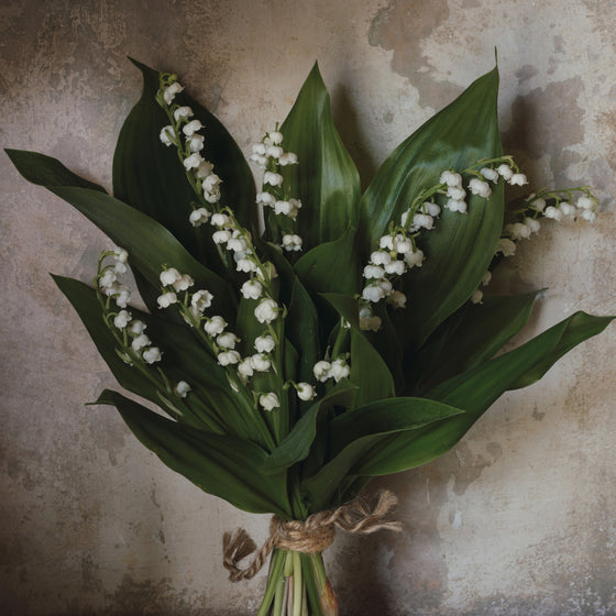Lily of the Valley I • Print