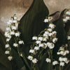 Lily of the Valley III • Print