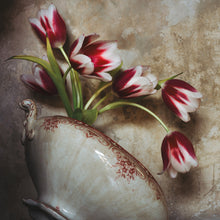  Pink and White Tulips III • Print