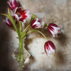 Pink and White Tulip IV • Print