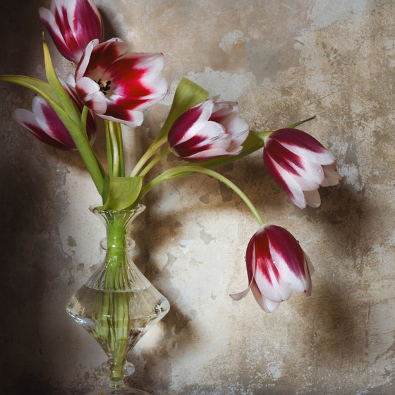 Pink and White Tulip IV • Print