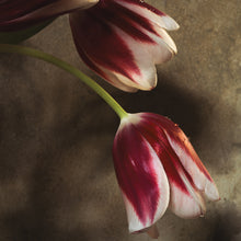  Pink and White Tulips VII • Print