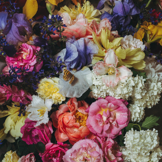 Spring Beauty • Print