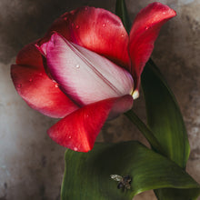  Single Tulip • Print