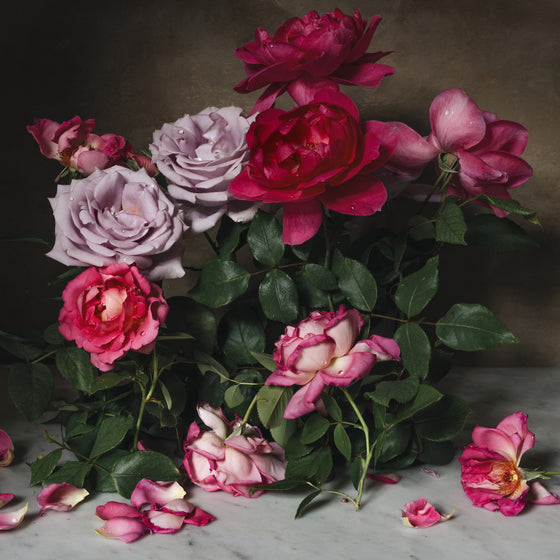 Still Life with Pink and Purple Roses • Print