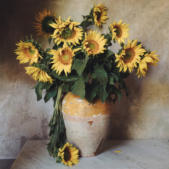 Sunflowers of Provence Print