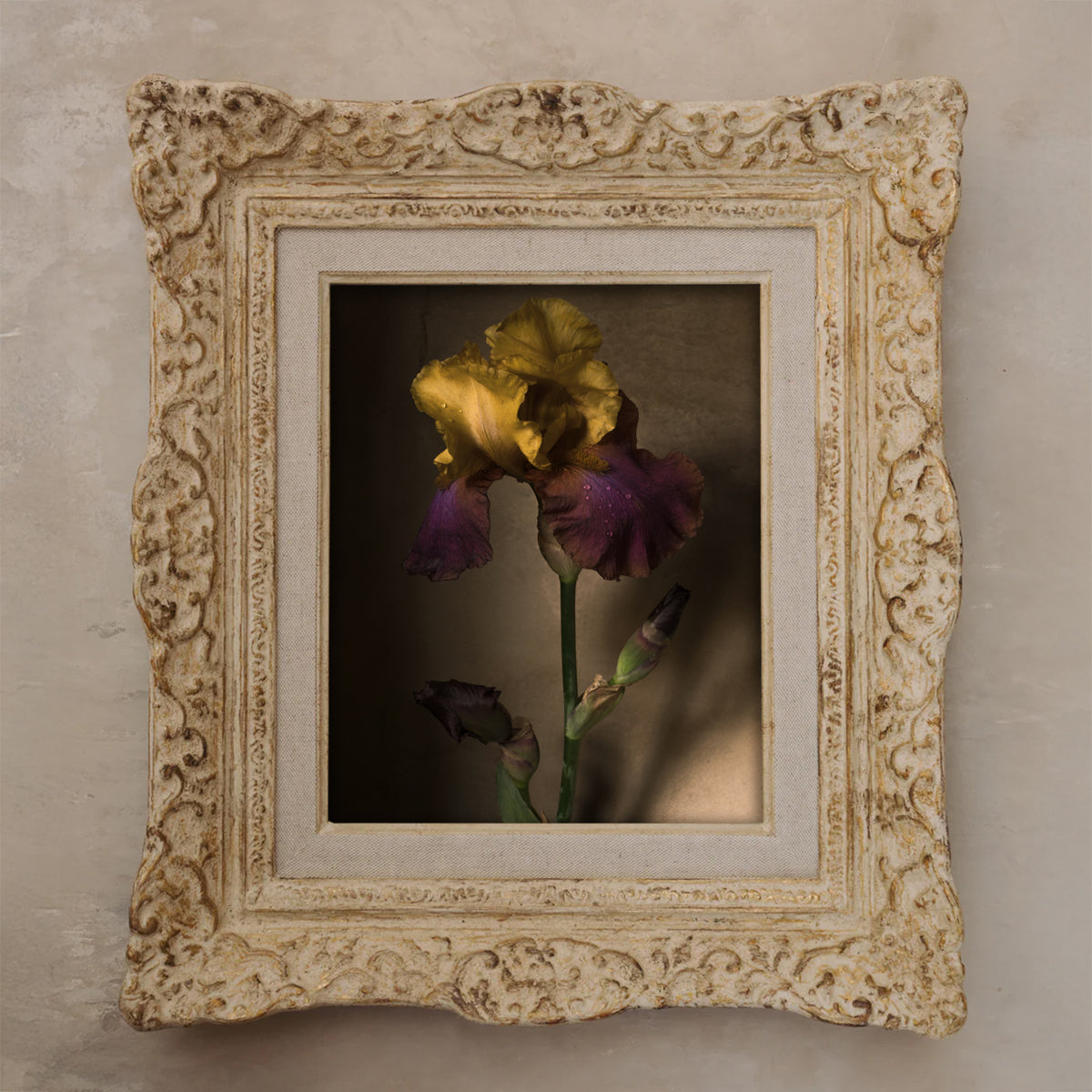 Iris Germanica • Original Framed Masterwork