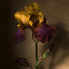 Iris Germanica • Print