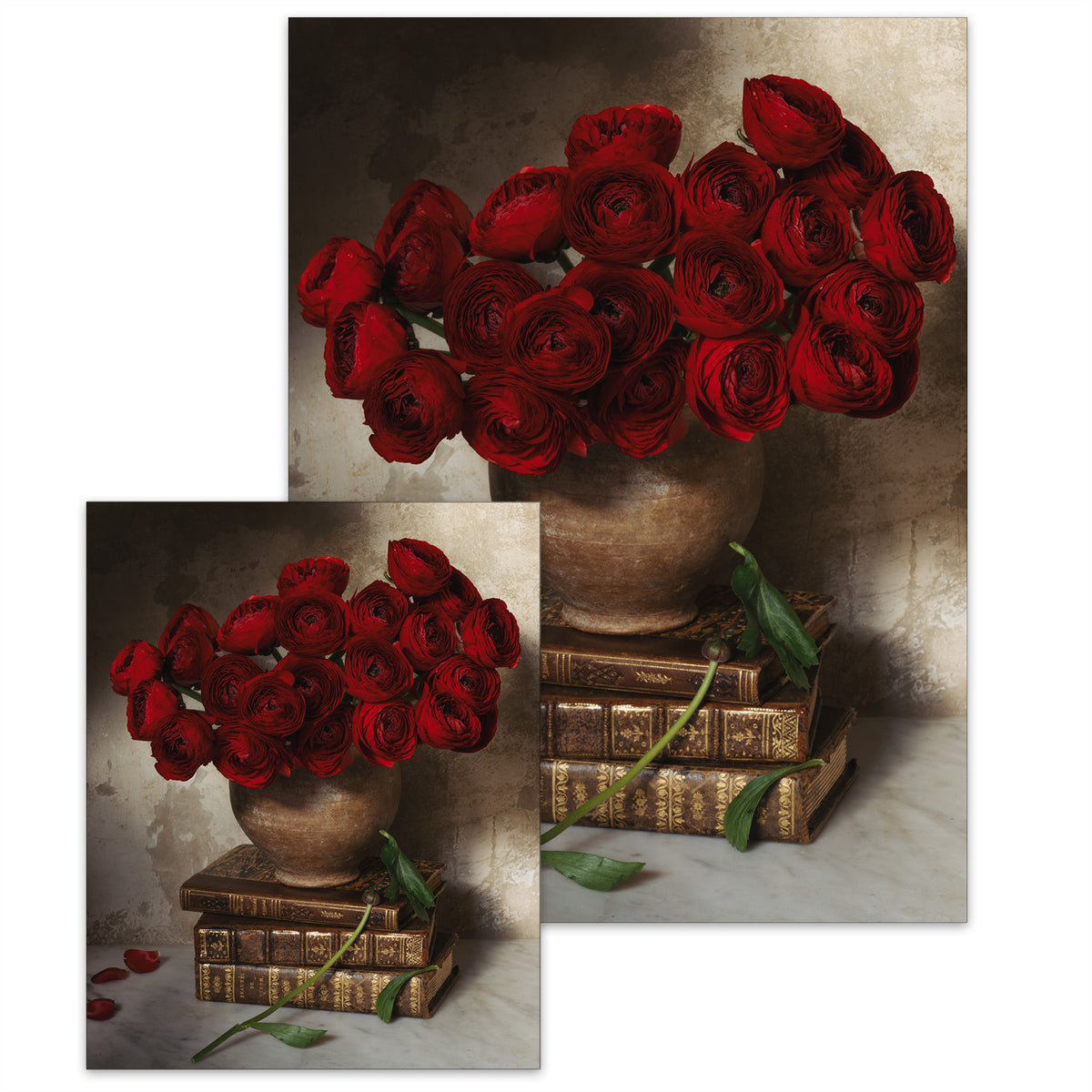 January Ranunculus • Small Poster
