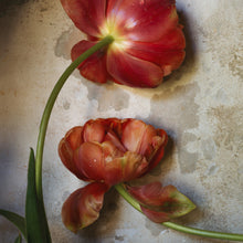  Tulip Dance II • Print