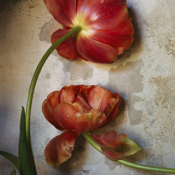 Tulip Dance II • Print