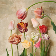  Passion for Tulips Light Print