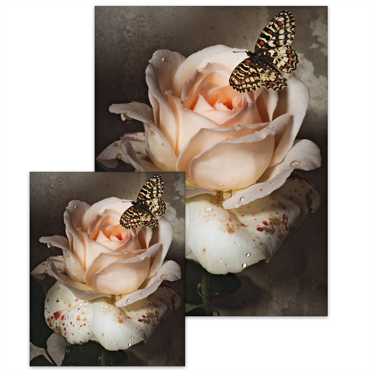 A Butterfly in Sweet Love • Small Poster