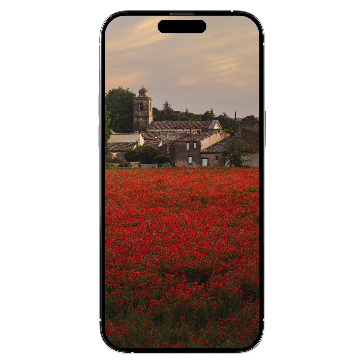 A Gift from Provence: Poppies Digital Art Free Download
