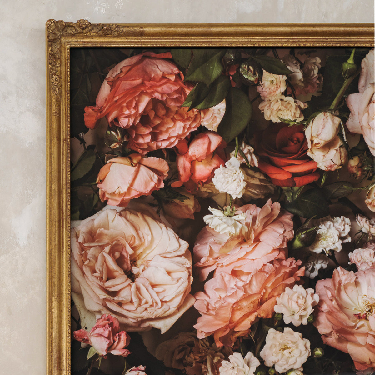 Framed Masterwork - Rose Month Day Twenty-eight