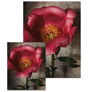 Peony in Full Bloom • Small Poster