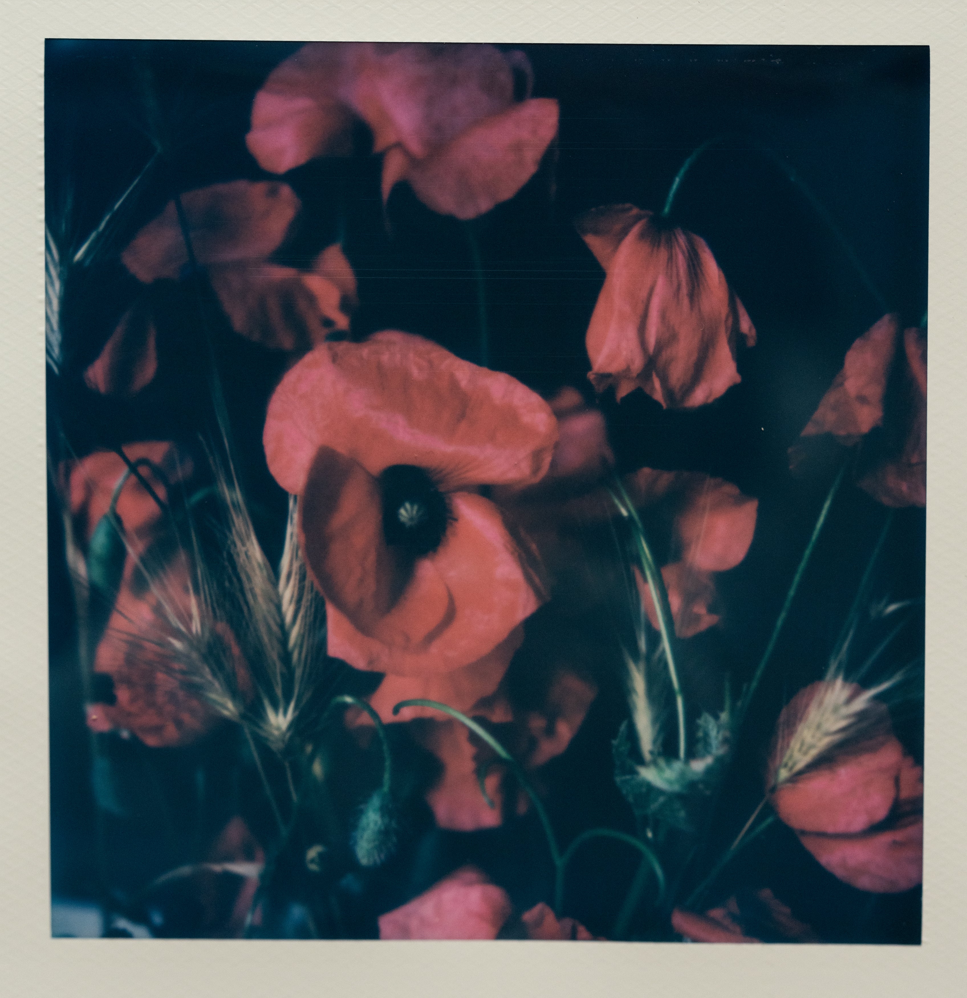 Polaroid Studio Artifact 71