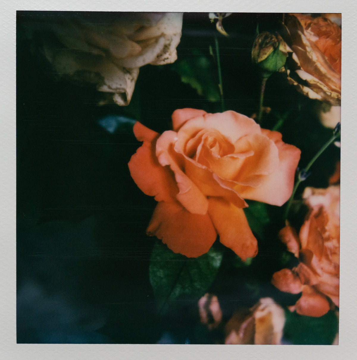 Polaroid Studio Artifact 73