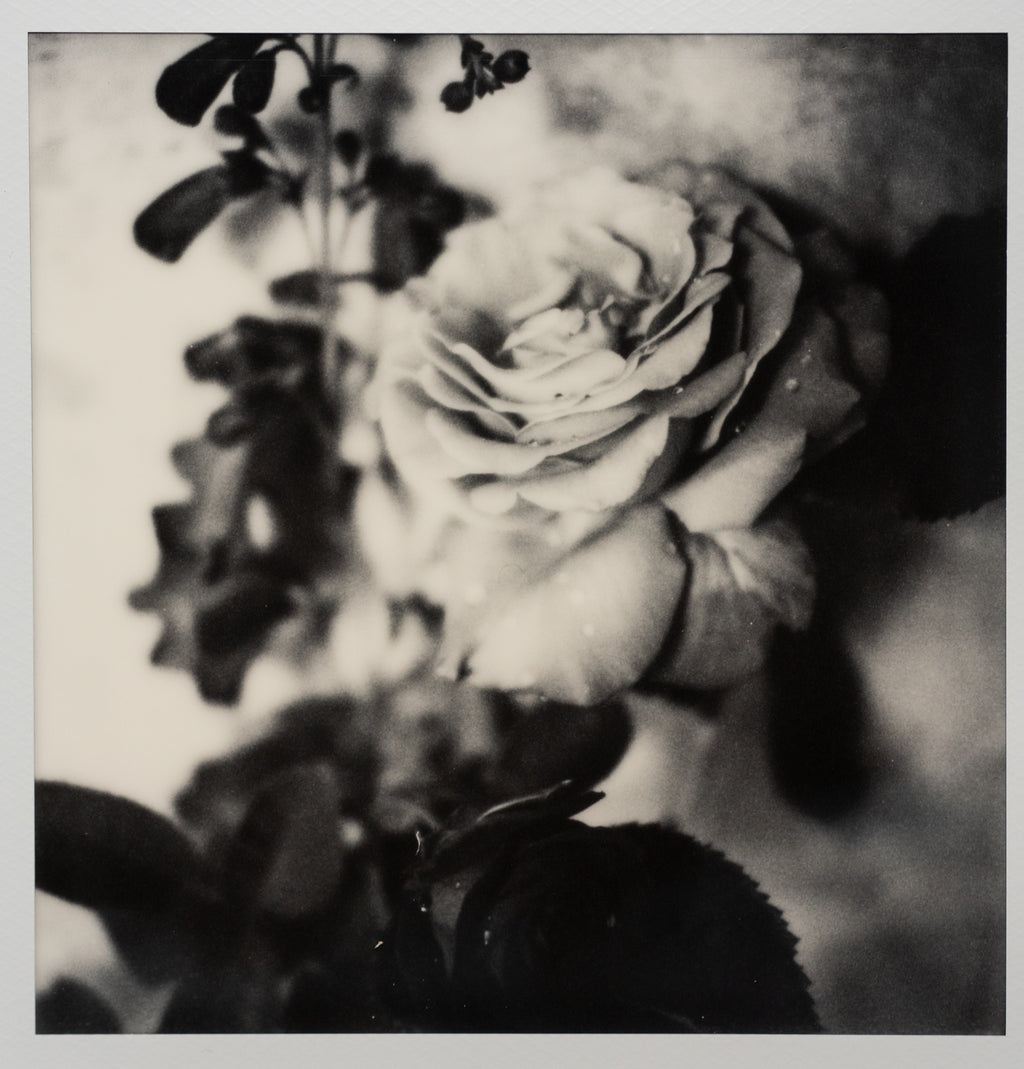Polaroid Studio Artifact 76