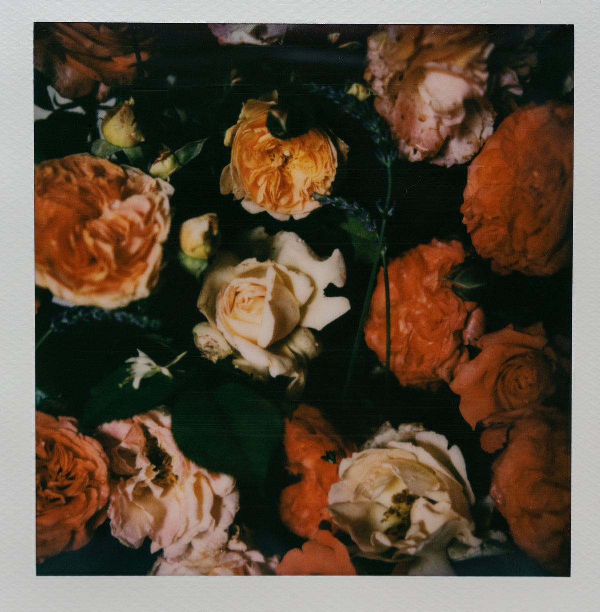 Polaroid Studio Artifact 92