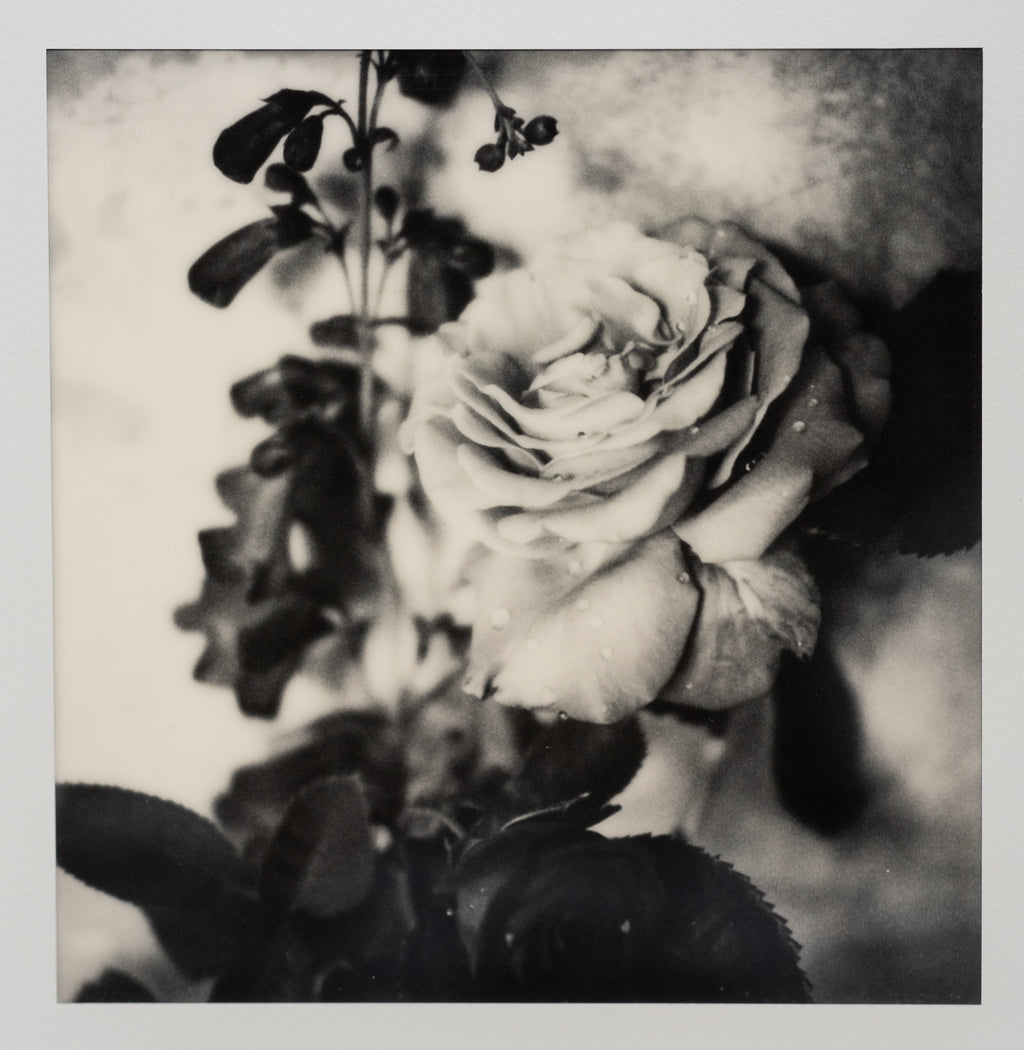Polaroid Studio Artifact 100