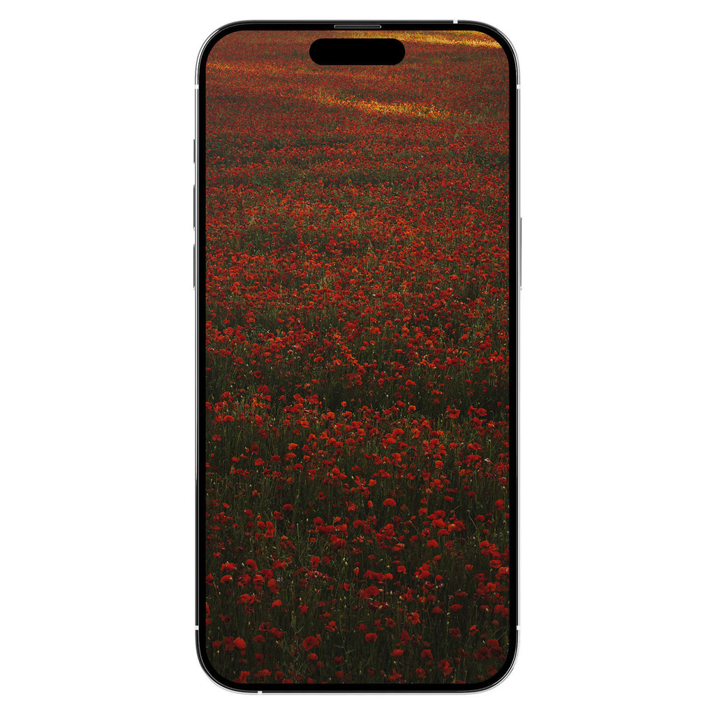 A Gift from Provence: Poppies Digital Art Free Download