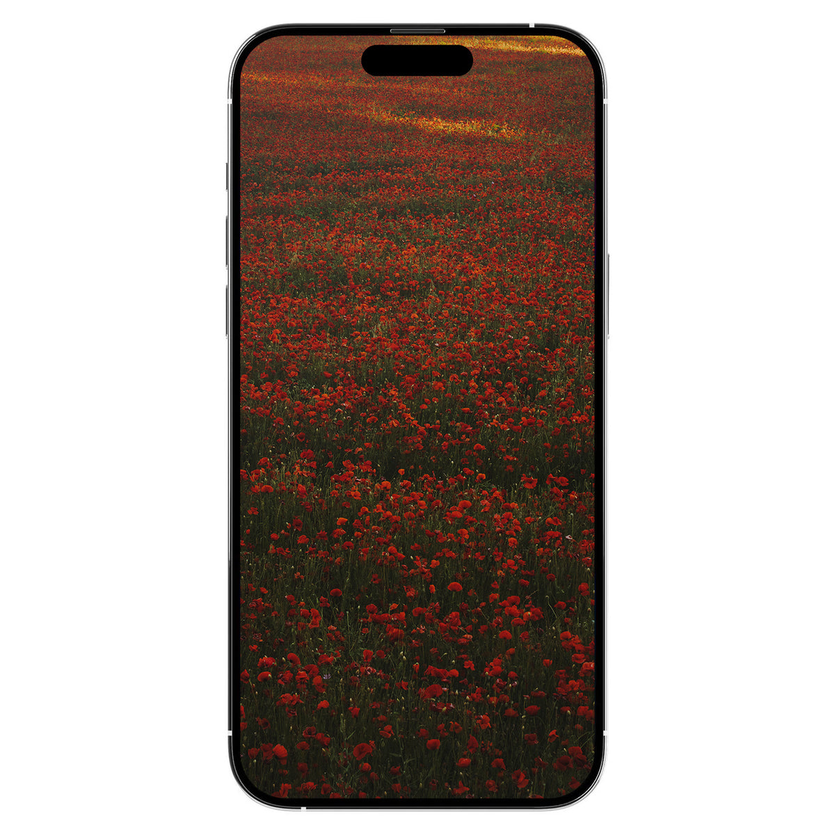 A Gift from Provence: Poppies Digital Art Free Download
