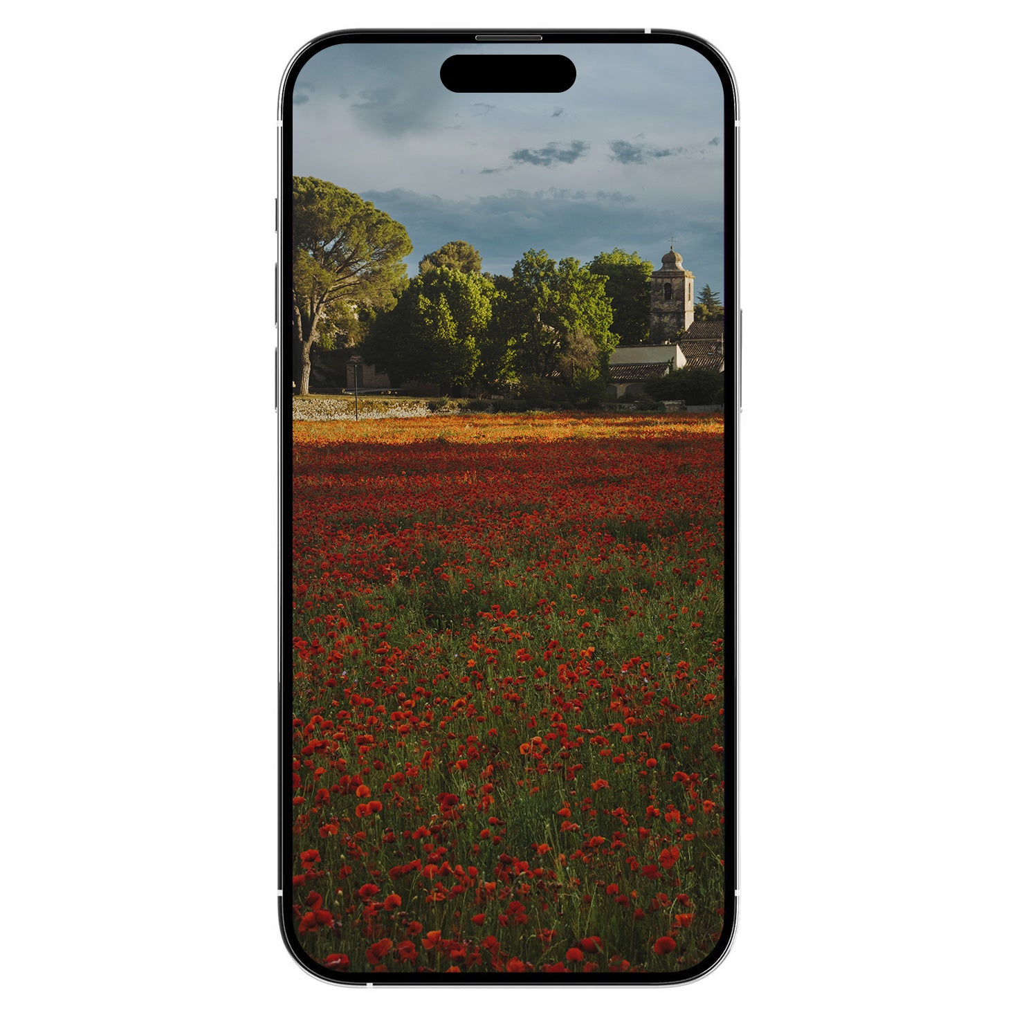 A Gift from Provence: Poppies Digital Art Free Download