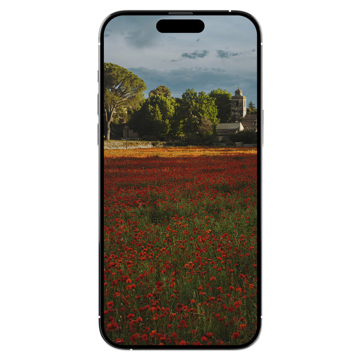A Gift from Provence: Poppies Digital Art Free Download