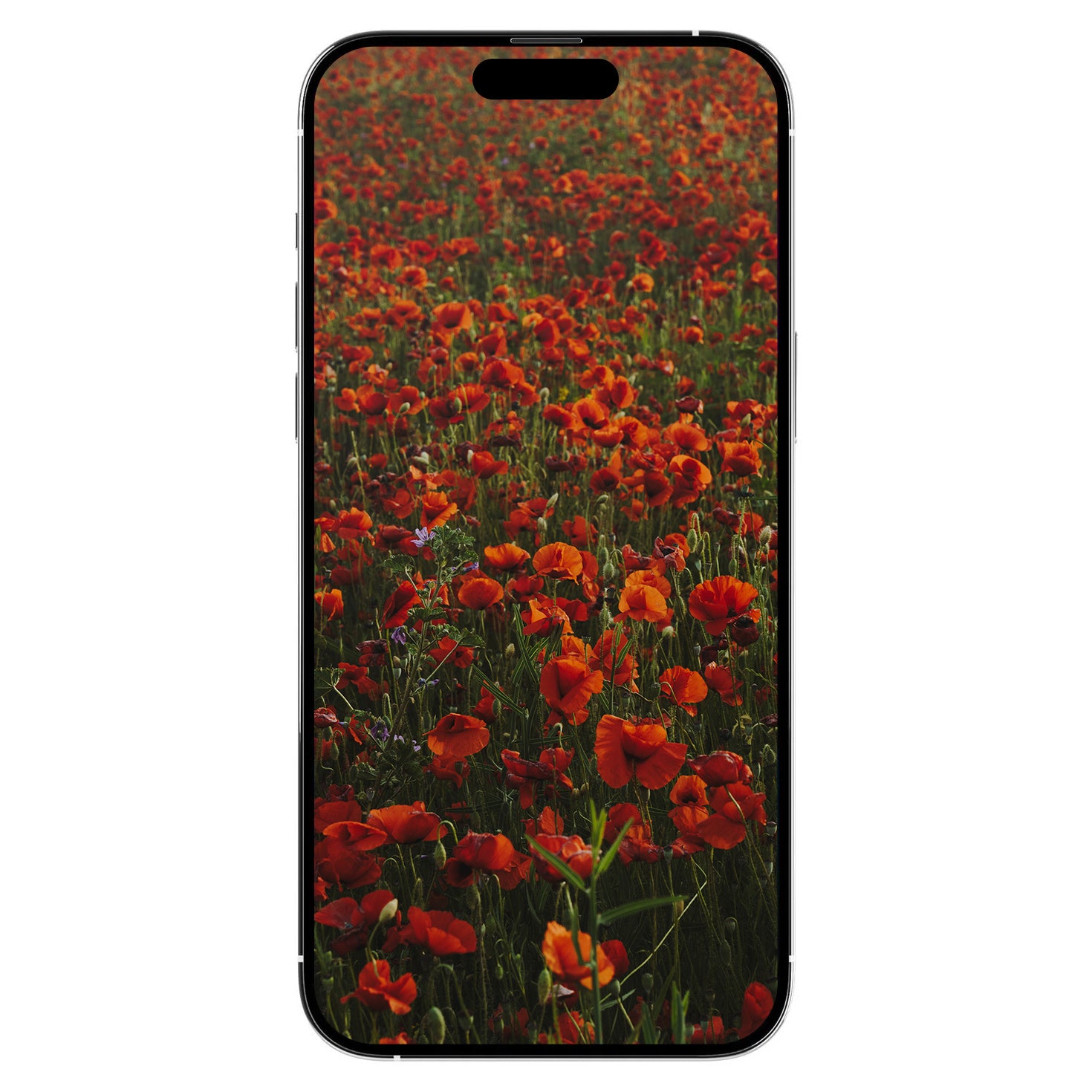 A Gift from Provence: Poppies Digital Art Free Download