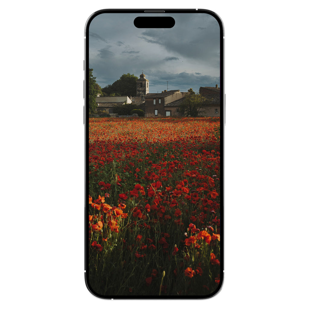 A Gift from Provence: Poppies Digital Art Free Download