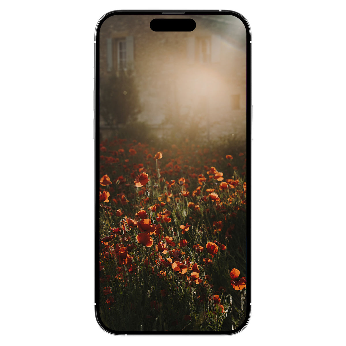 A Gift from Provence: Poppies Digital Art Free Download