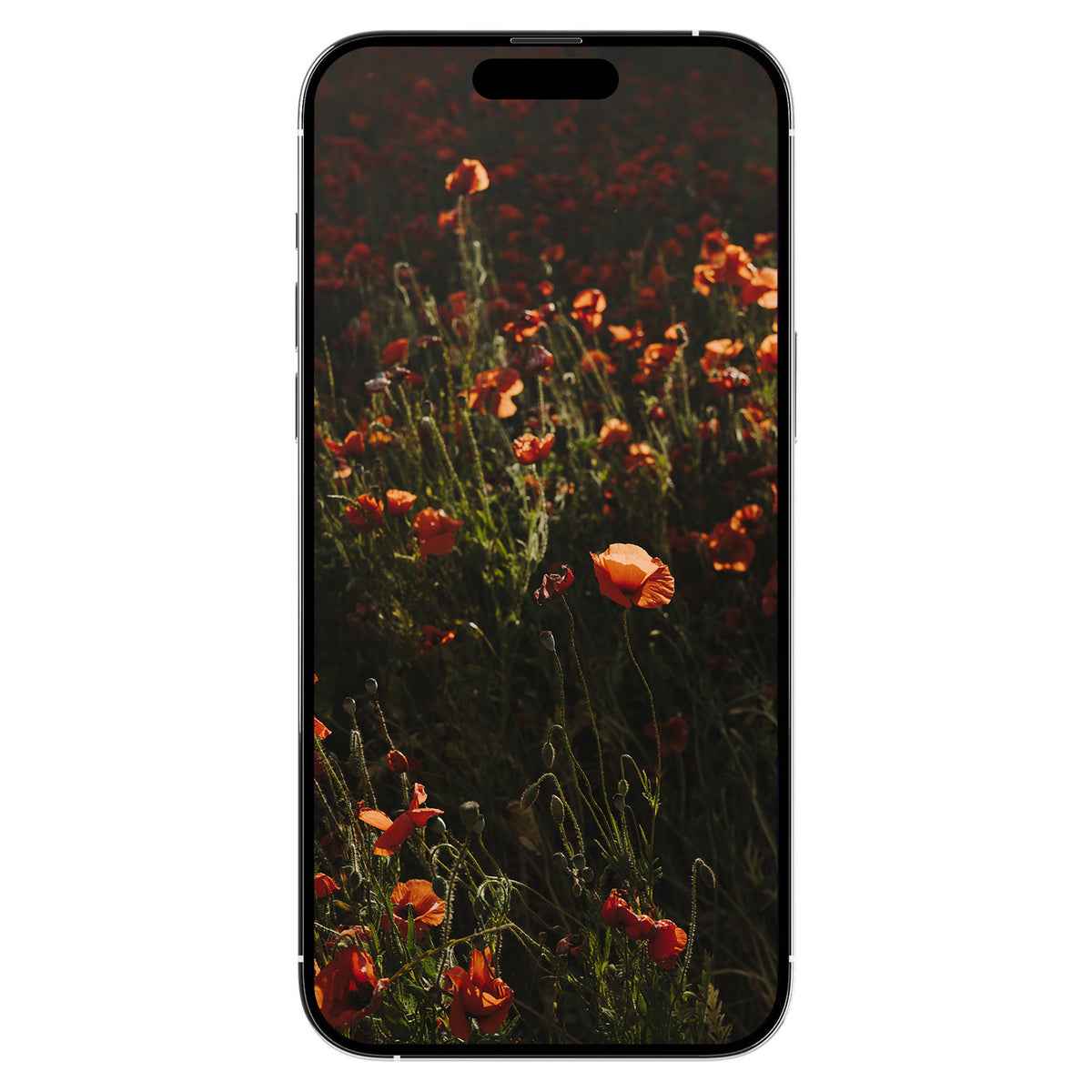 A Gift from Provence: Poppies Digital Art Free Download