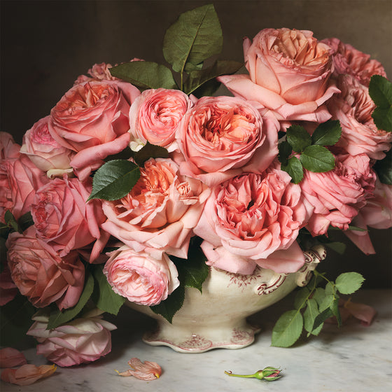 Rose Month Day Six Print
