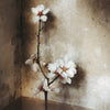 Cherry Blossoms • Print