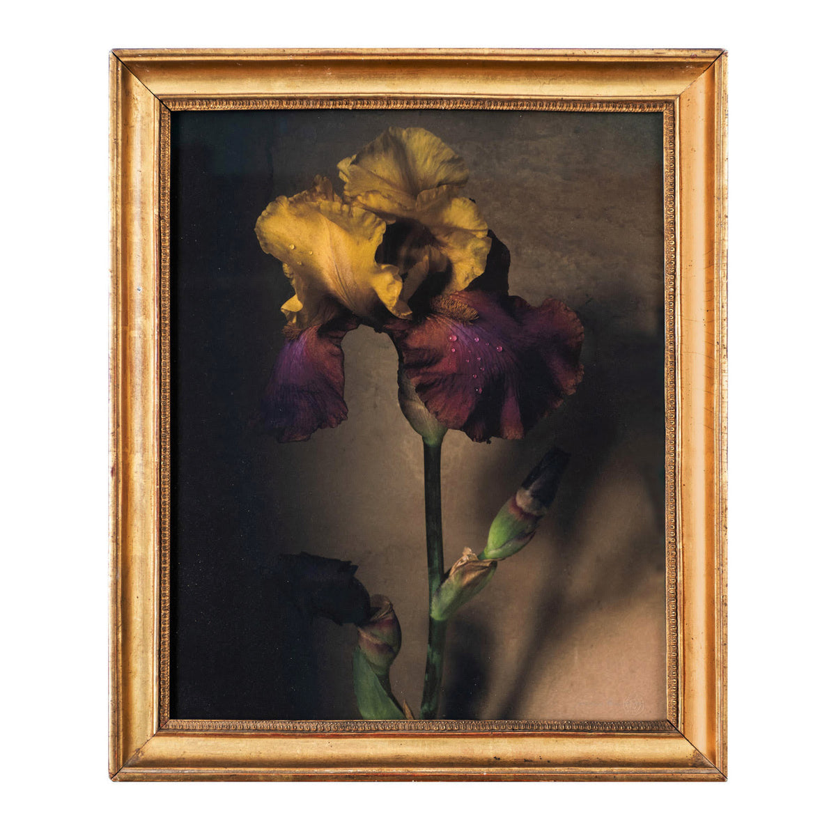 Iris • Fine Art Framed Collectible