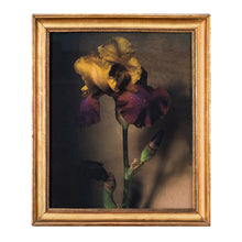  Iris • Fine Art Framed Collectible