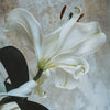 White Easter Lily • Print