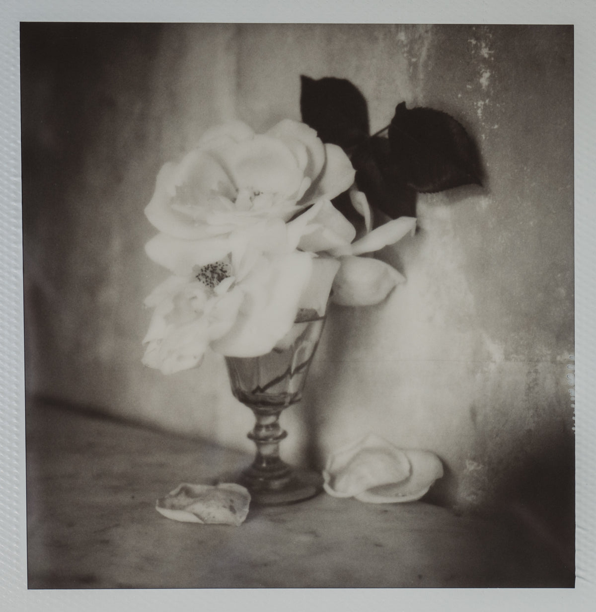 Polaroid Studio Artifact 13
